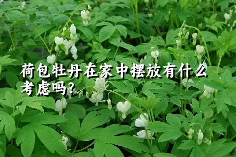 荷包牡丹在家中摆放有什么考虑吗？