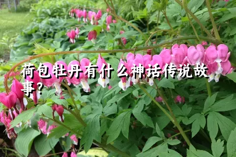 荷包牡丹有什么神话传说故事？