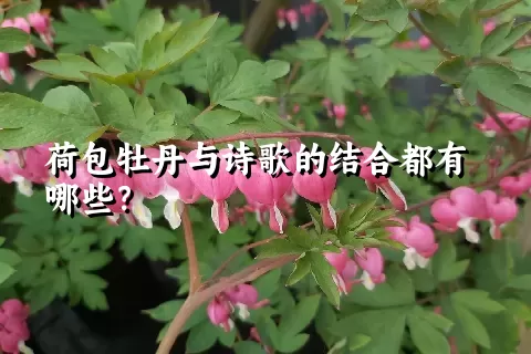 荷包牡丹与诗歌的结合都有哪些？