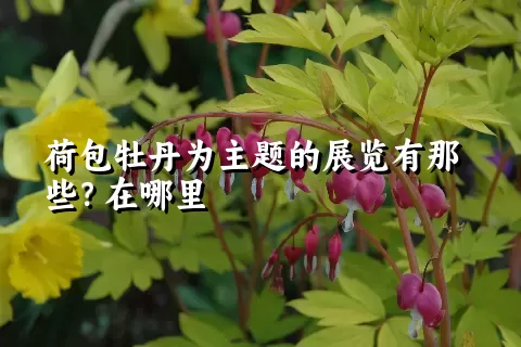 荷包牡丹为主题的展览有那些？在哪里