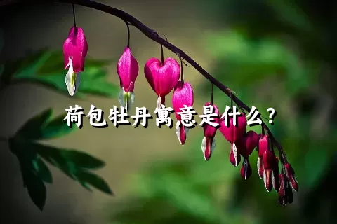 荷包牡丹寓意是什么？