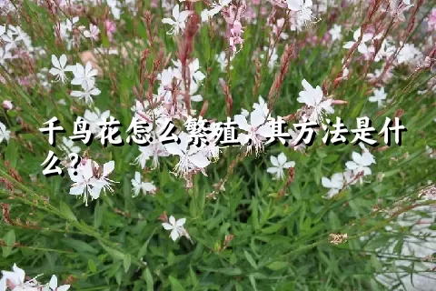 千鸟花怎么繁殖，其方法是什么？