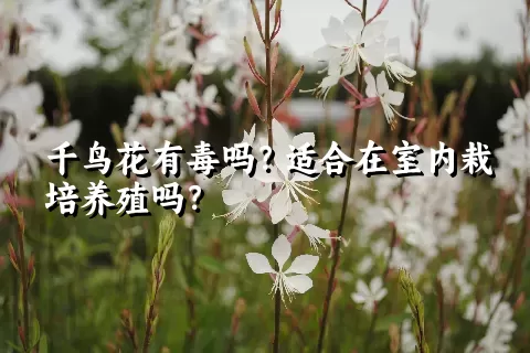 千鸟花有毒吗？适合在室内栽培养殖吗？