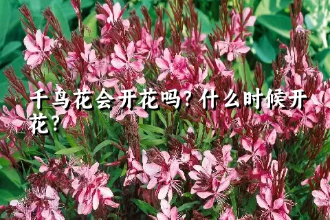 千鸟花会开花吗？什么时候开花？