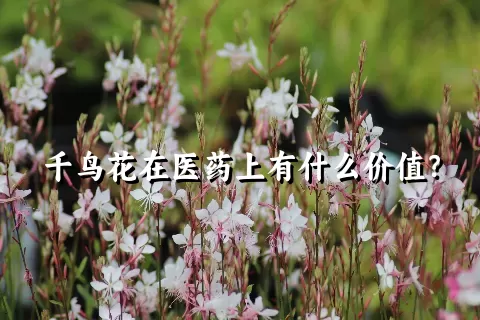 千鸟花在医药上有什么价值？