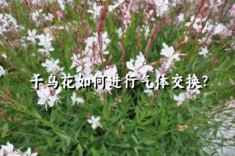 千鸟花如何进行气体交换？