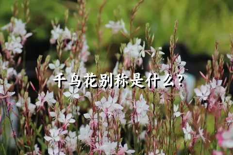 千鸟花别称是什么？