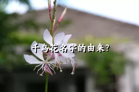 千鸟花名字的由来？