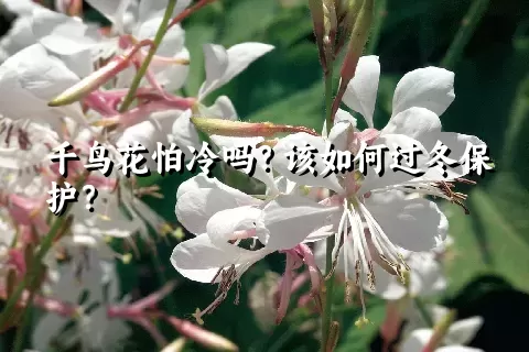 千鸟花怕冷吗？该如何过冬保护？