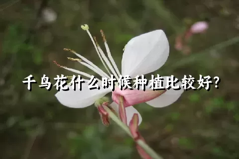 千鸟花什么时候种植比较好？