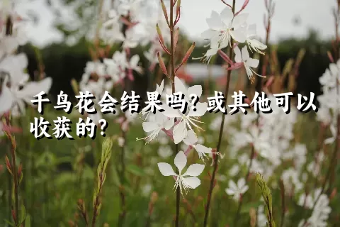 千鸟花会结果吗？或其他可以收获的？