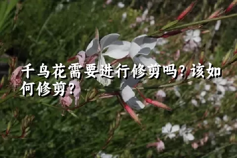 千鸟花需要进行修剪吗？该如何修剪？