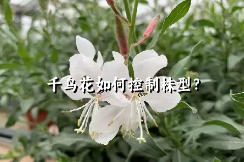 千鸟花如何控制株型？