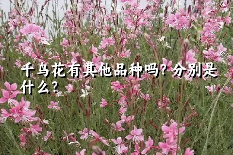 千鸟花有其他品种吗？分别是什么？