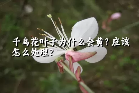 千鸟花叶子为什么会黄？应该怎么处理？