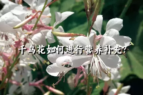 千鸟花如何进行营养补充？