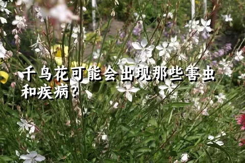 千鸟花可能会出现那些害虫和疾病？