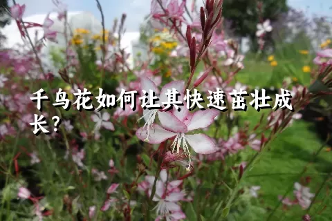 千鸟花如何让其快速茁壮成长？