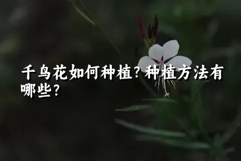 千鸟花如何种植？种植方法有哪些？