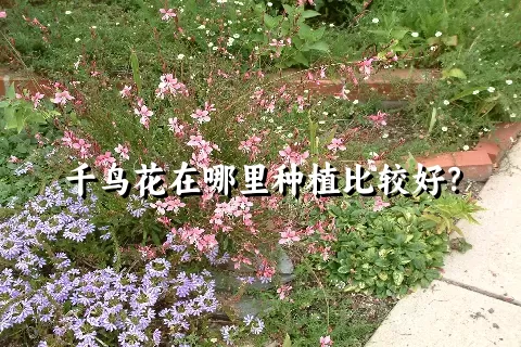 千鸟花在哪里种植比较好？