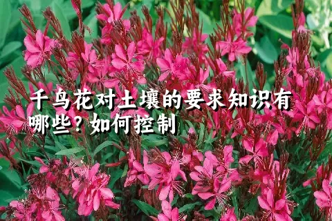 千鸟花对土壤的要求知识有哪些？如何控制