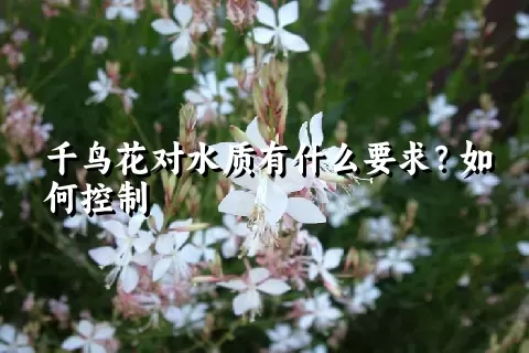 千鸟花对水质有什么要求？如何控制