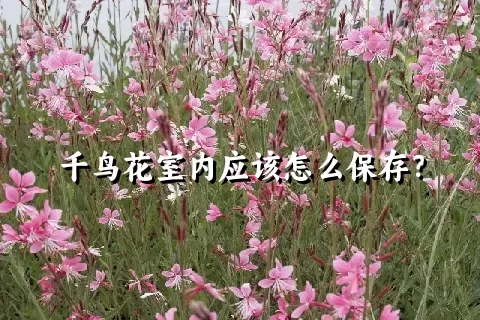 千鸟花室内应该怎么保存？