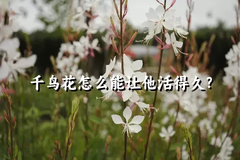 千鸟花怎么能让他活得久？