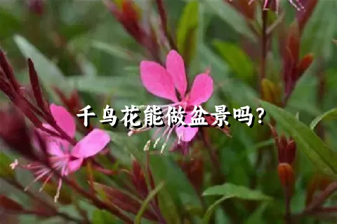 千鸟花能做盆景吗？