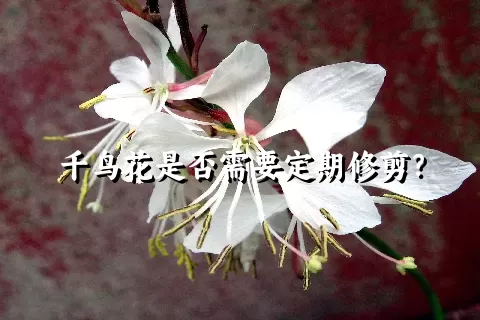 千鸟花是否需要定期修剪？