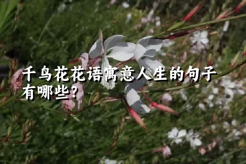 千鸟花花语寓意人生的句子有哪些？