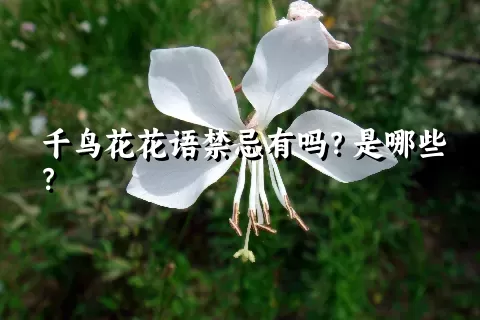 千鸟花花语禁忌有吗？是哪些？