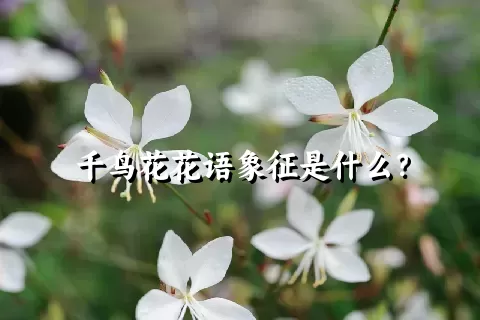 千鸟花花语象征是什么？