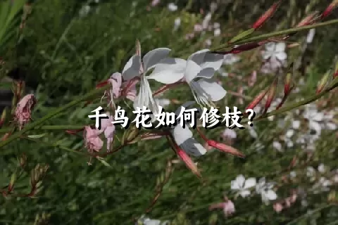 千鸟花如何修枝？