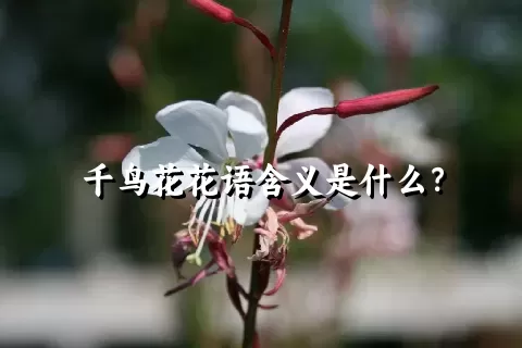 千鸟花花语含义是什么？