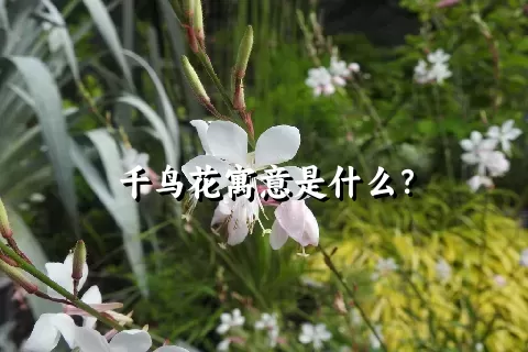 千鸟花寓意是什么？