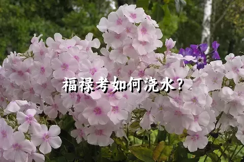 福禄考如何浇水？