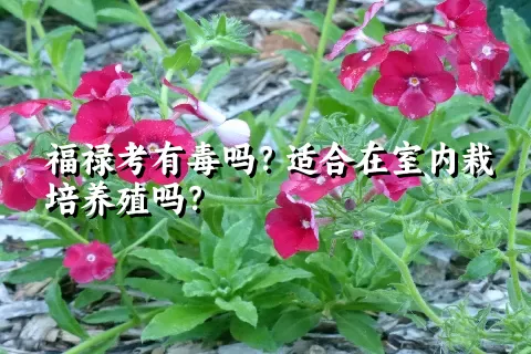 福禄考有毒吗？适合在室内栽培养殖吗？