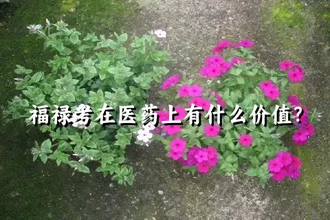 福禄考在医药上有什么价值？