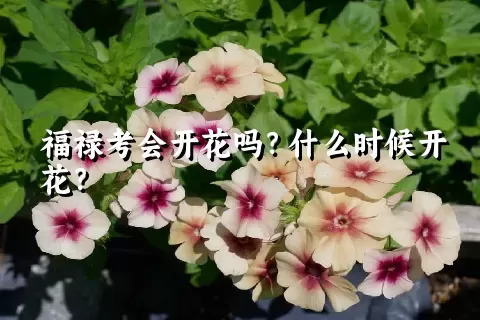 福禄考会开花吗？什么时候开花？