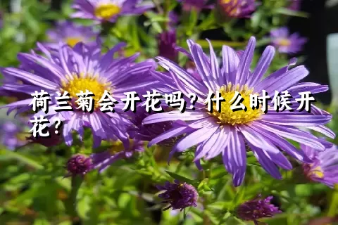 荷兰菊会开花吗？什么时候开花？