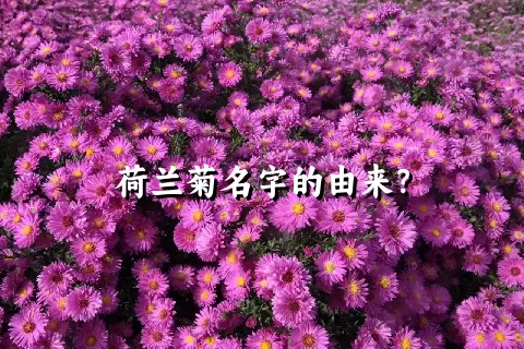 荷兰菊名字的由来？