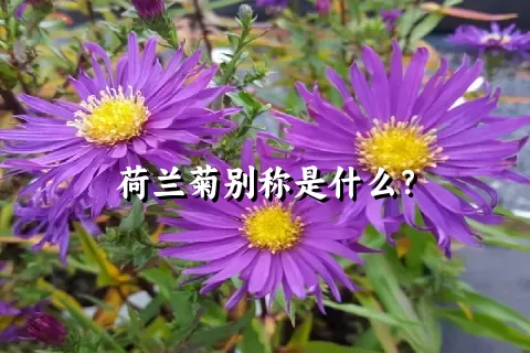 荷兰菊别称是什么？