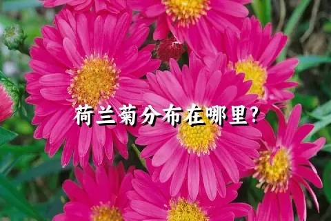 荷兰菊分布在哪里?