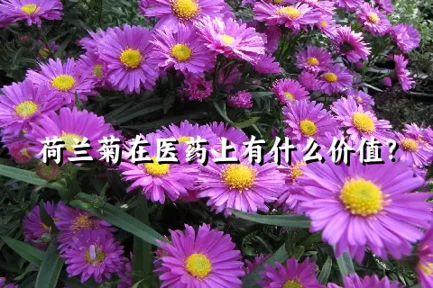 荷兰菊在医药上有什么价值？