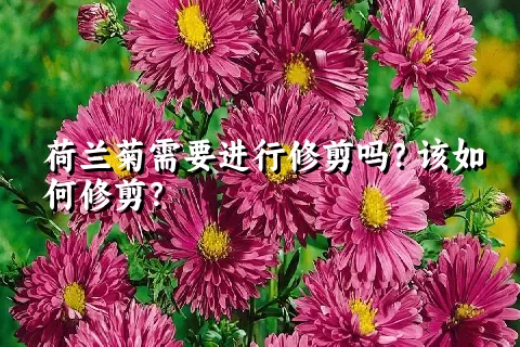 荷兰菊需要进行修剪吗？该如何修剪？