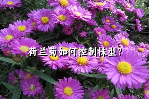 荷兰菊如何控制株型？