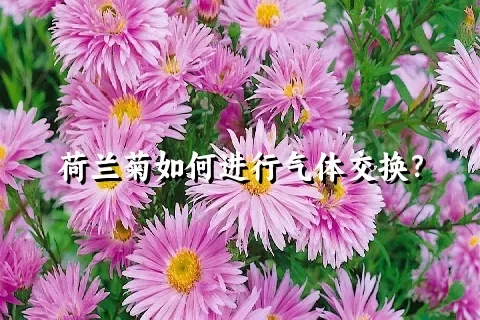 荷兰菊如何进行气体交换？