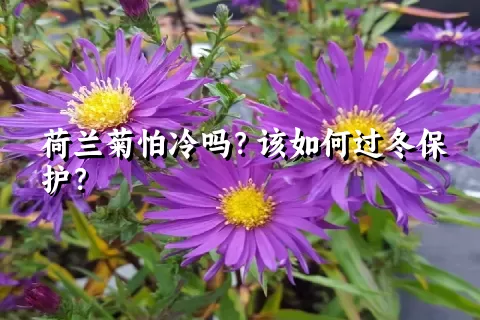 荷兰菊怕冷吗？该如何过冬保护？