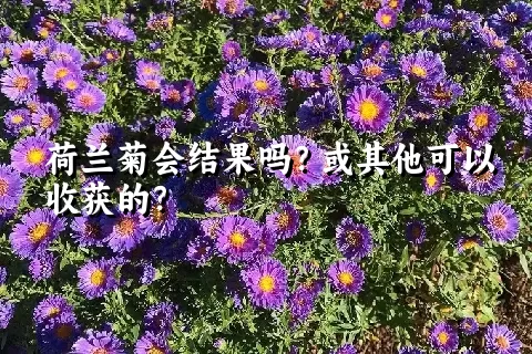 荷兰菊会结果吗？或其他可以收获的？